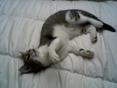 lucky!le chat de lulu!